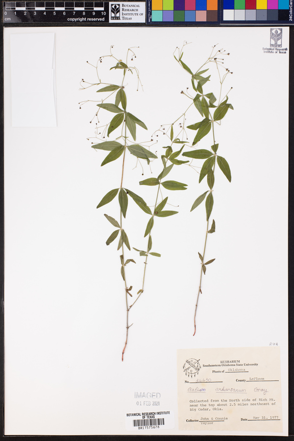 Galium arkansanum image