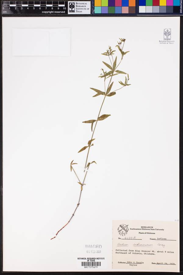 Galium arkansanum image