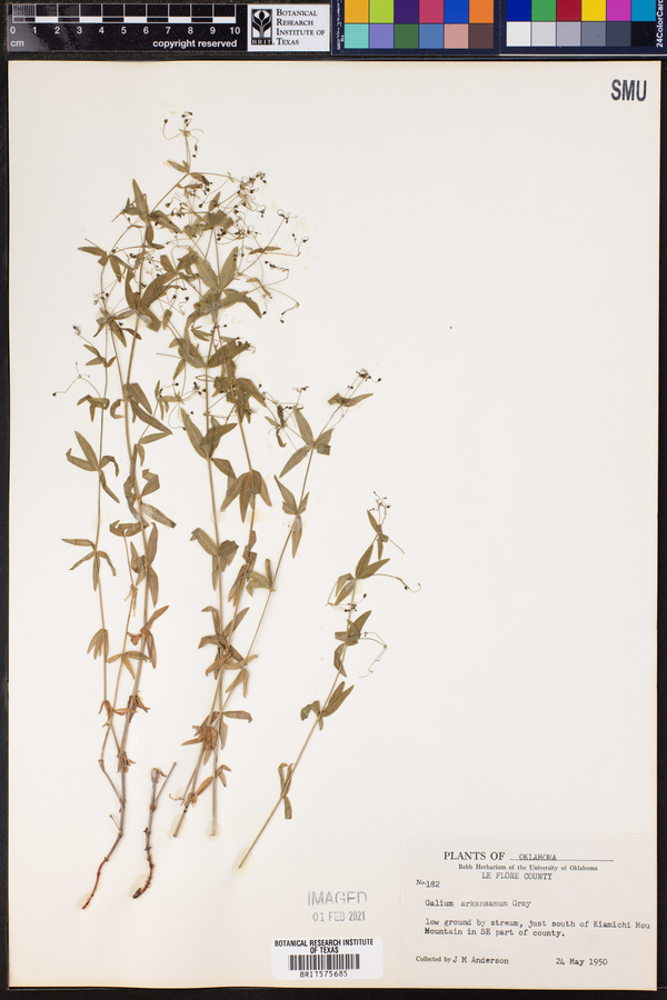 Galium arkansanum image