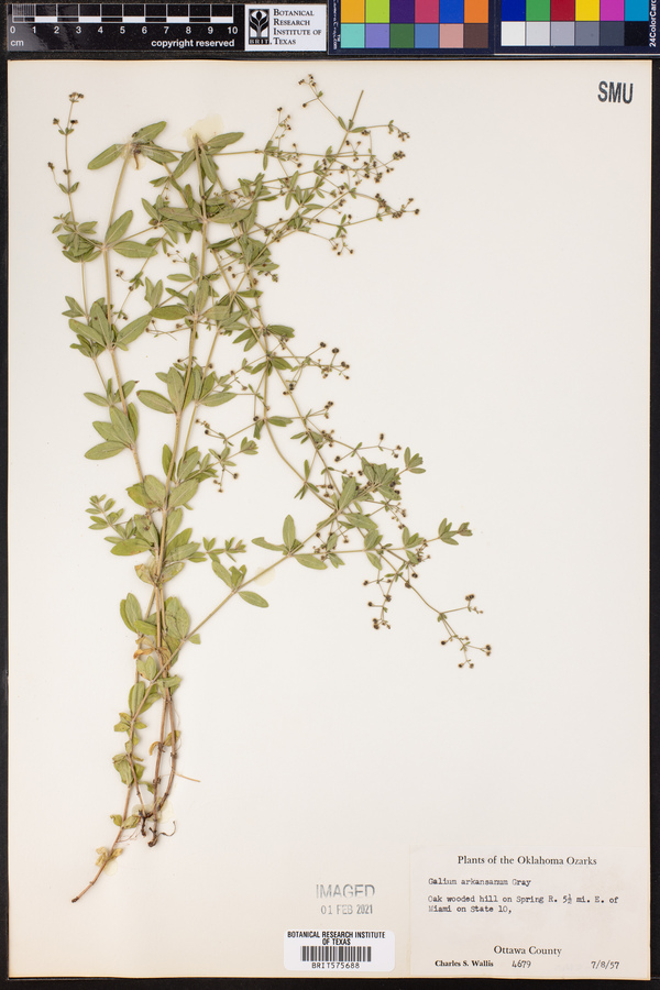 Galium arkansanum image