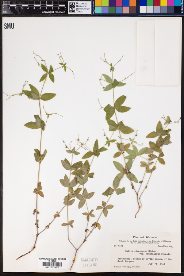 Galium circaezans var. hypomalacum image