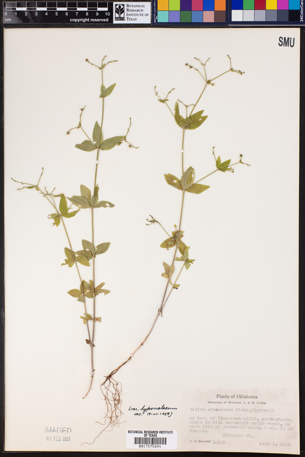 Galium circaezans var. hypomalacum image