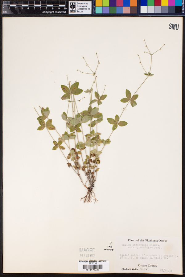 Galium circaezans image