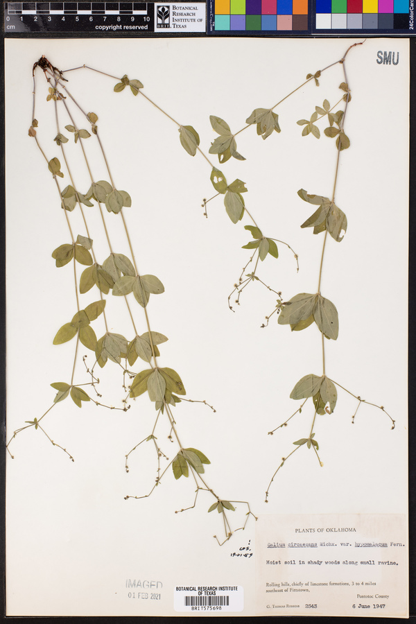 Galium circaezans var. hypomalacum image
