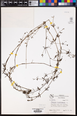 Galium tinctorium image