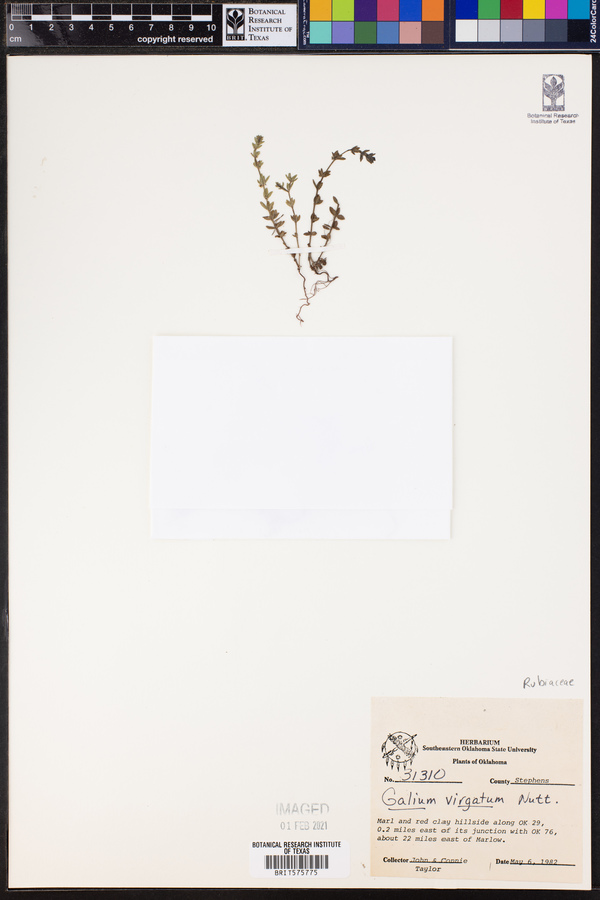Galium virgatum image