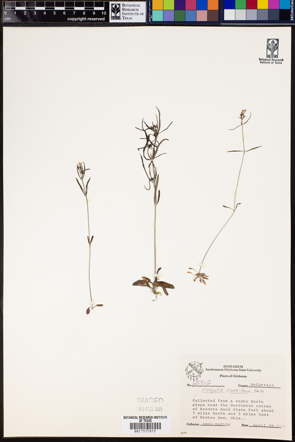 Hedyotis ouachitana image
