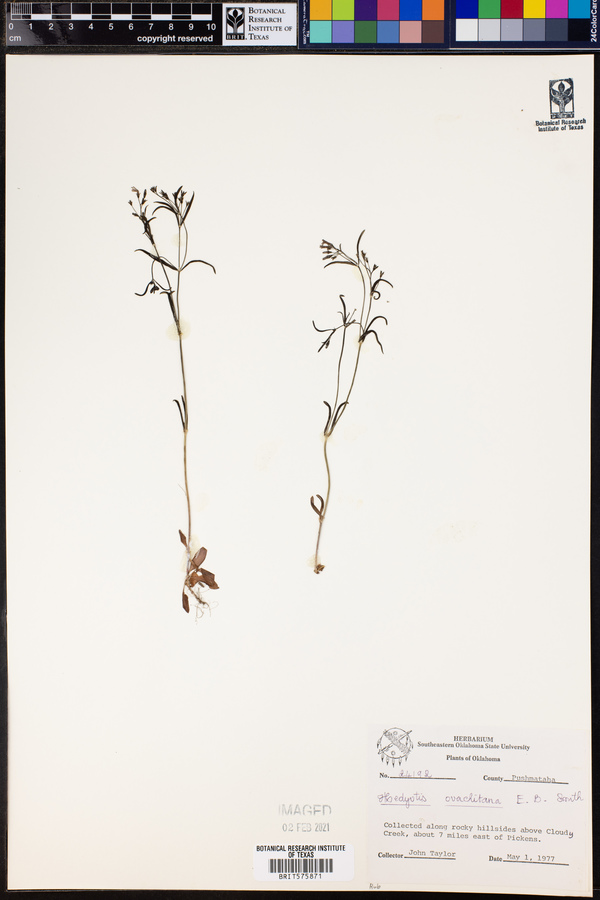 Hedyotis ouachitana image