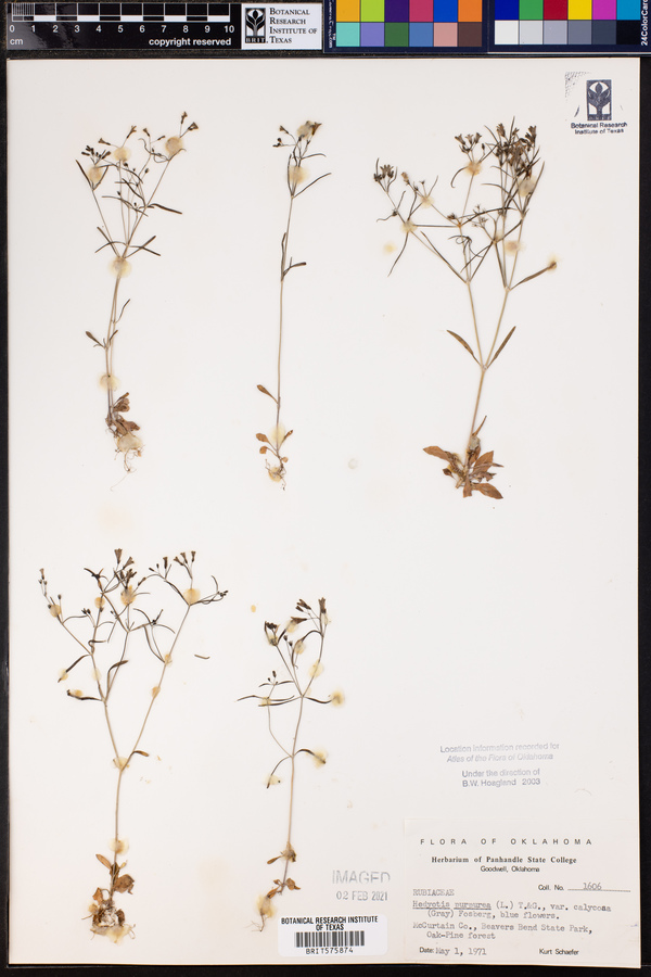 Hedyotis purpurea var. calycosa image