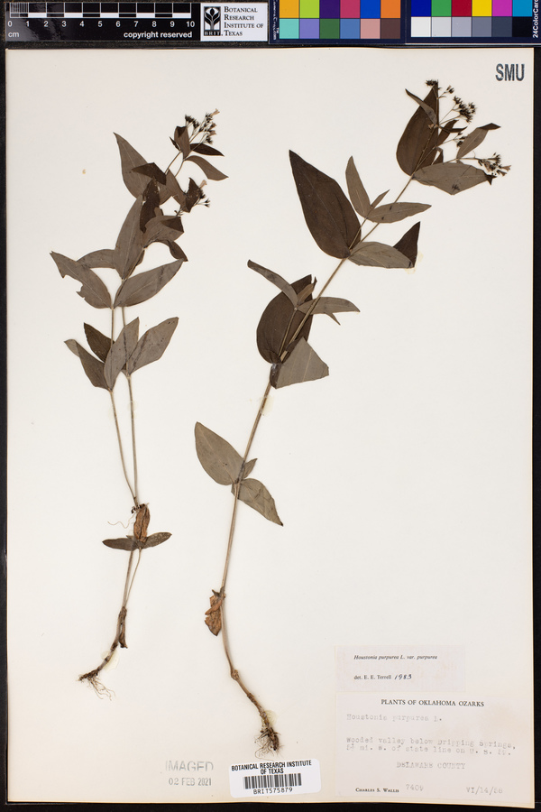 Houstonia purpurea var. purpurea image