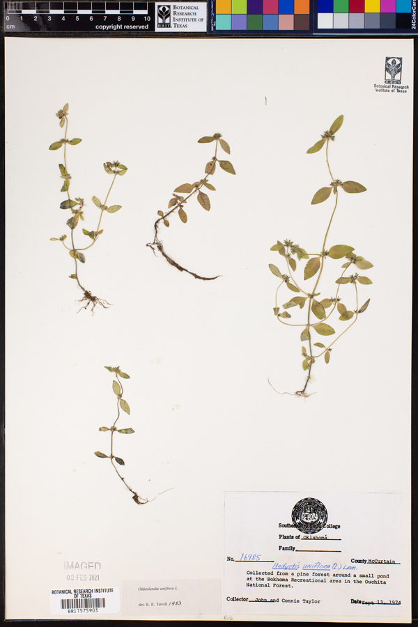Oldenlandia uniflora image