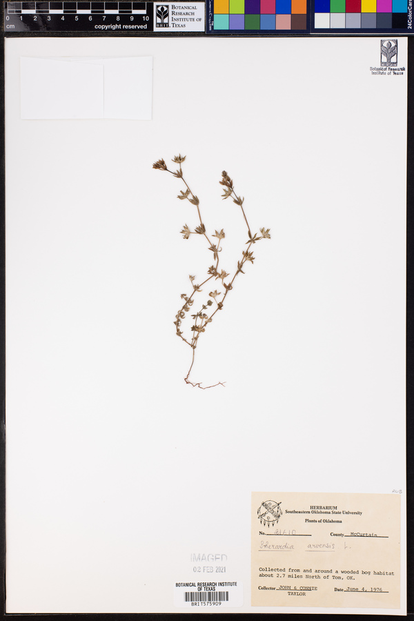 Sherardia arvensis image