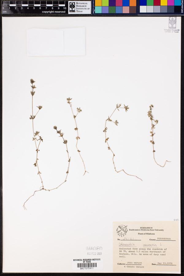 Sherardia arvensis image