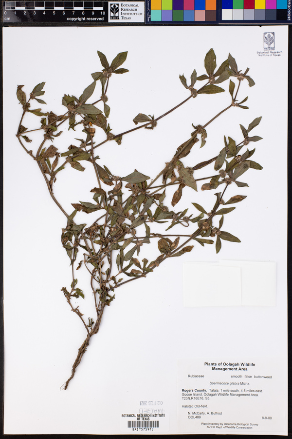 Spermacoce glabra image