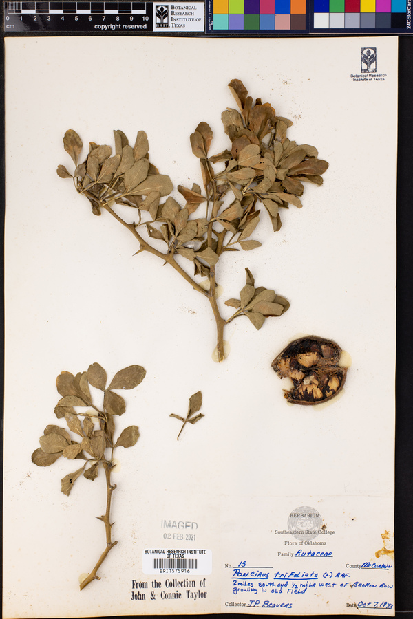 Poncirus trifoliata image