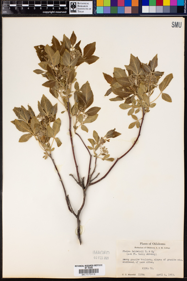 Ptelea trifoliata ssp. trifoliata image