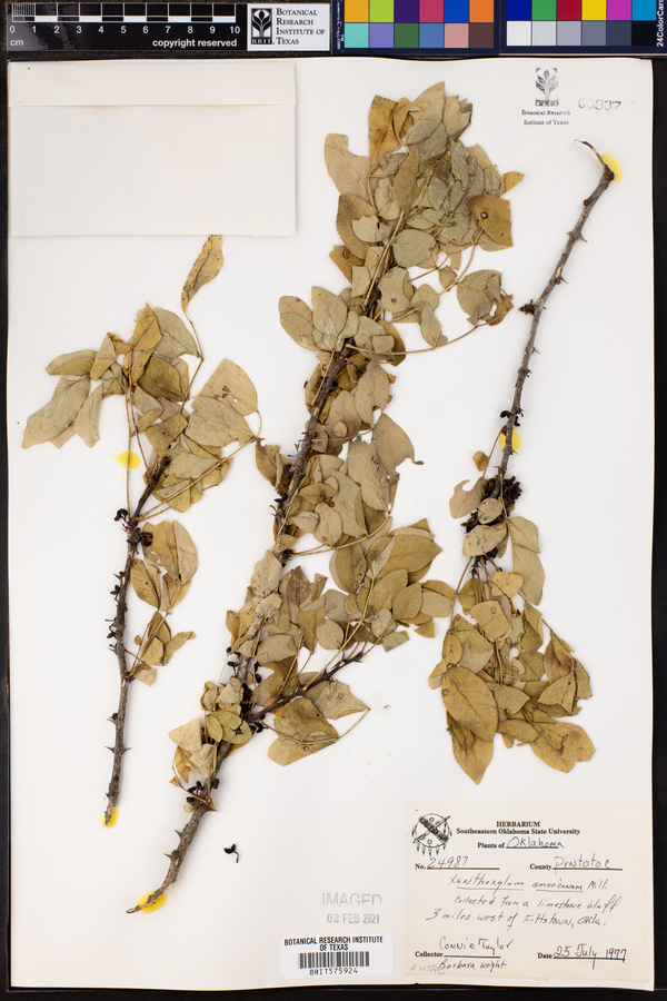 Zanthoxylum americanum image