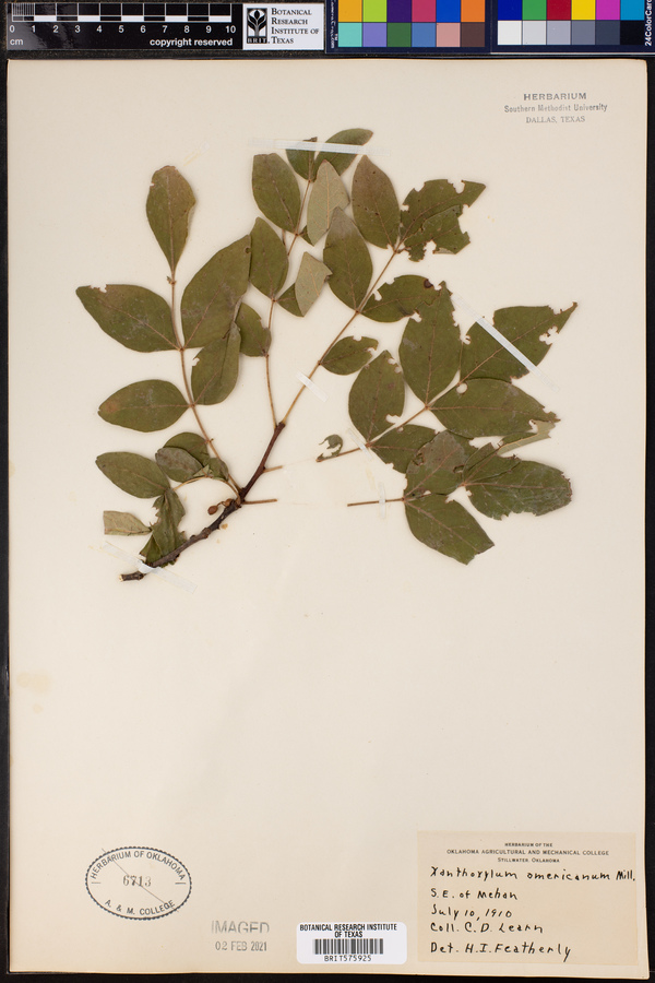 Zanthoxylum americanum image