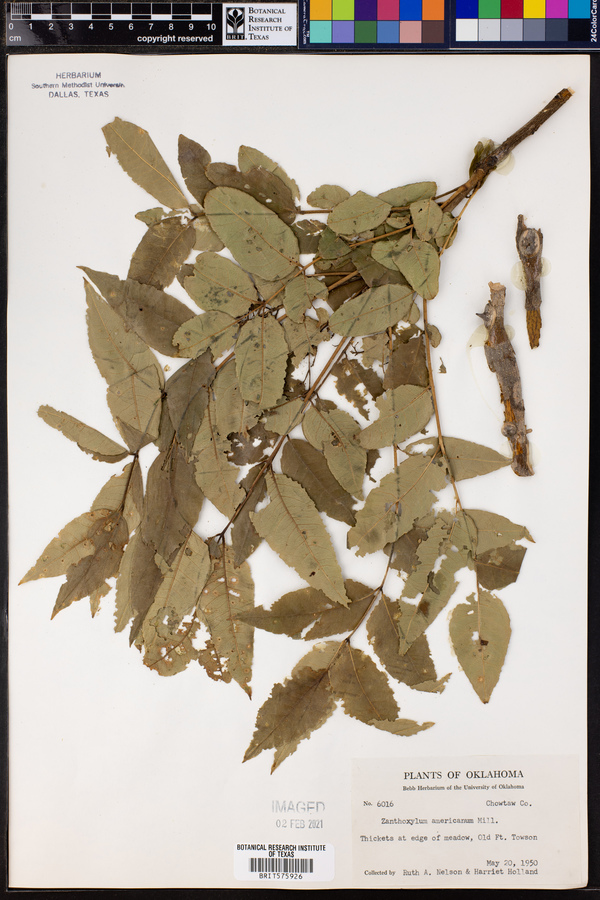 Zanthoxylum americanum image