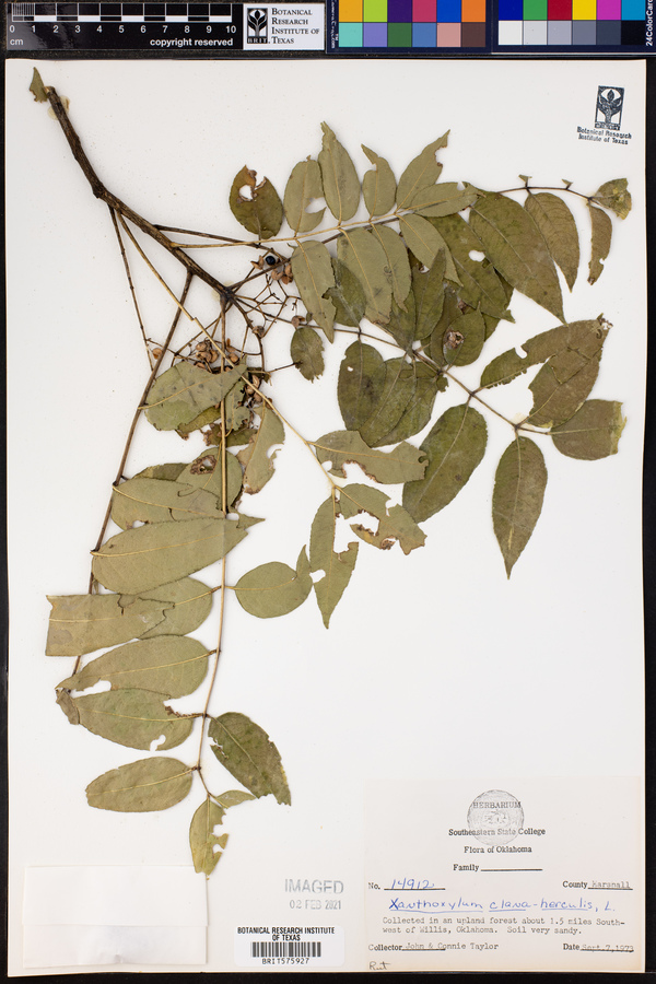 Zanthoxylum clava-herculis image