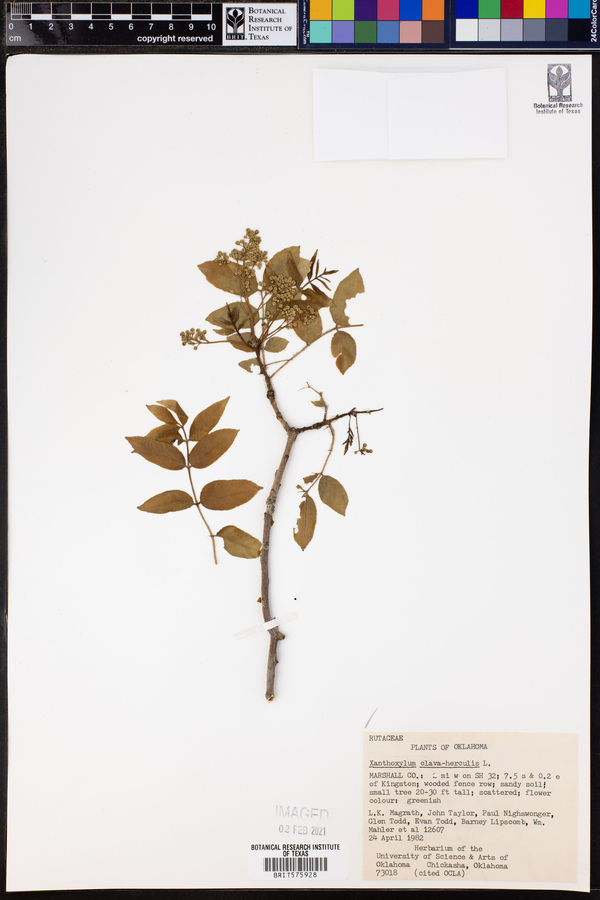 Zanthoxylum clava-herculis image