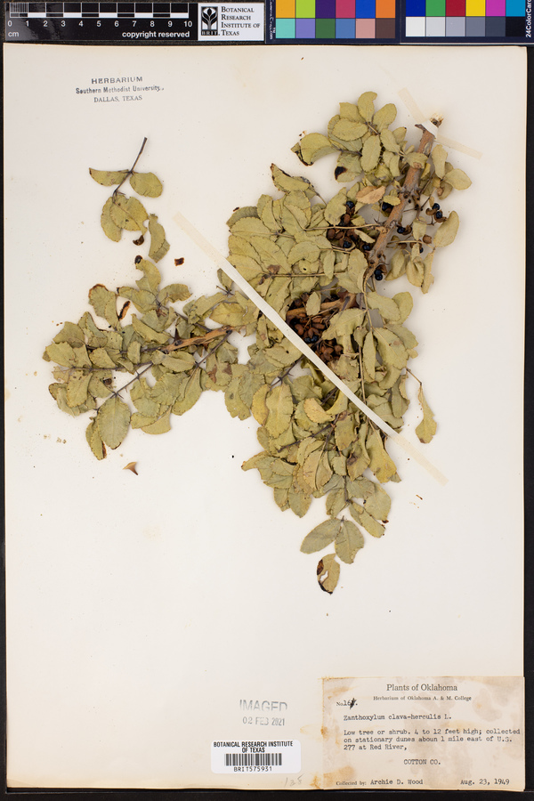 Zanthoxylum clava-herculis image