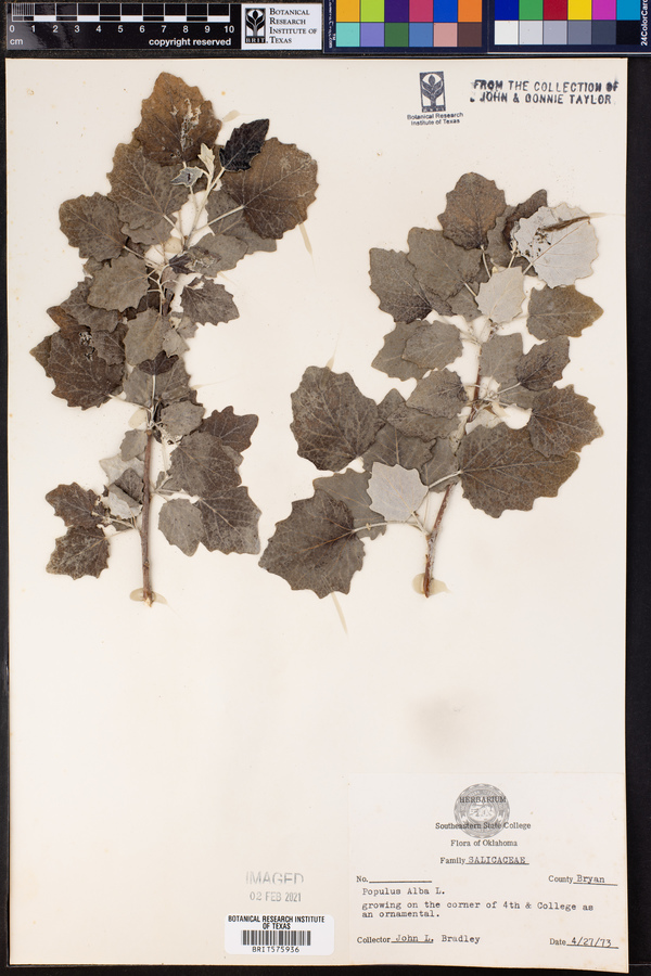 Populus alba image