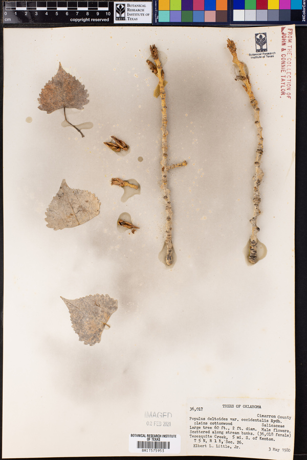 Populus deltoides ssp. monilifera image