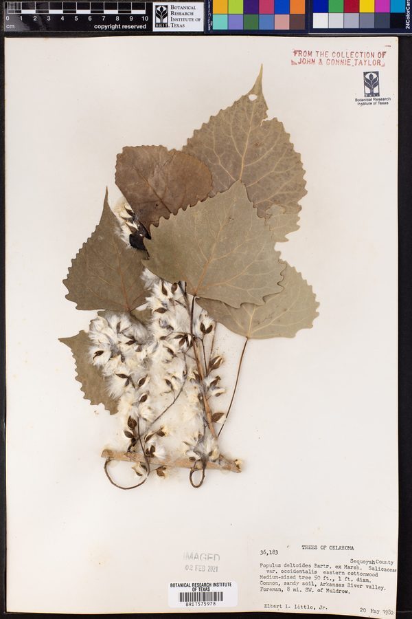 Populus deltoides ssp. monilifera image