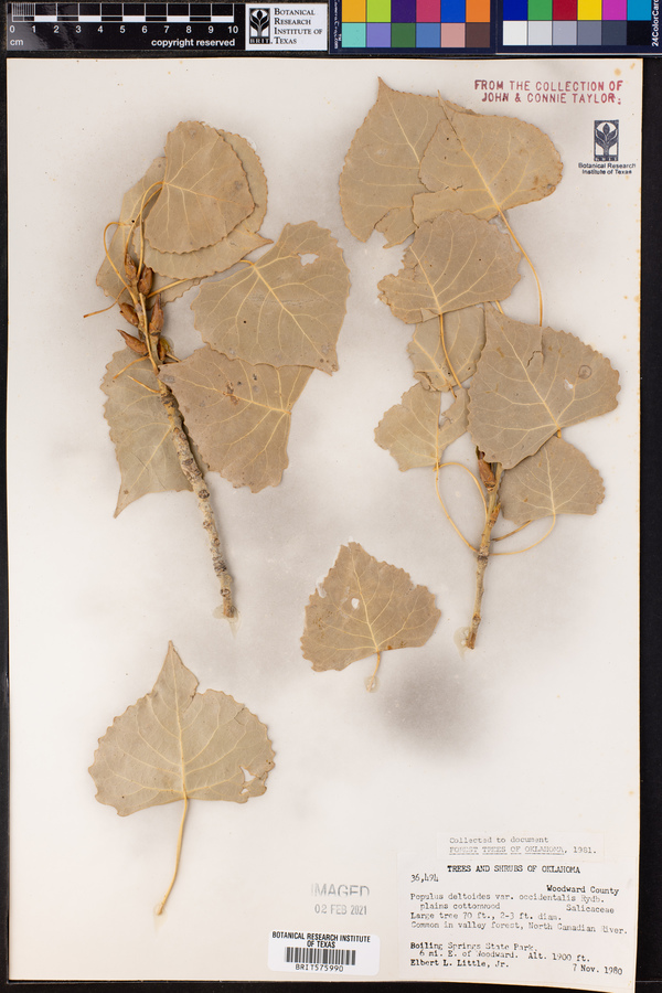 Populus deltoides ssp. monilifera image