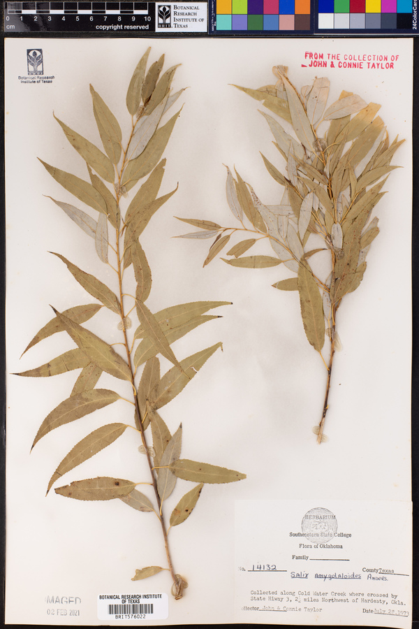 Salix amygdaloides image