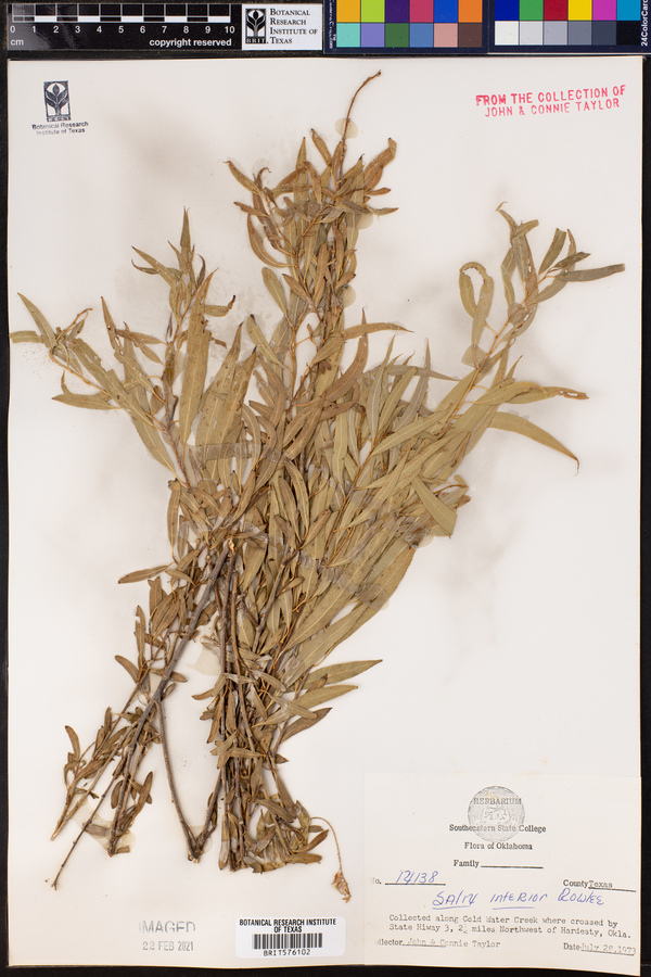 Salix interior image