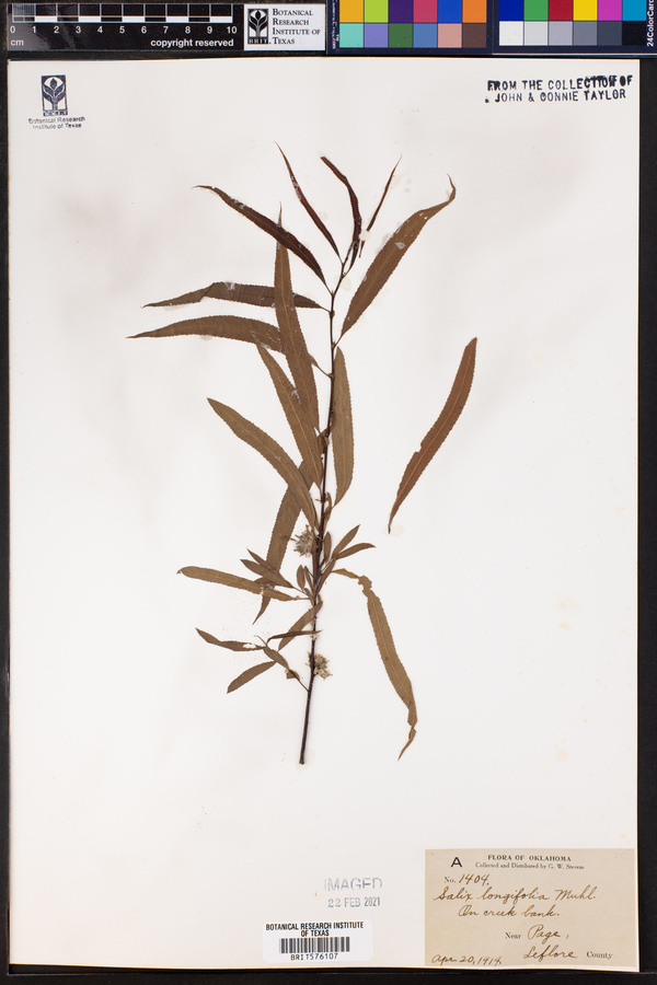 Salix longifolia image