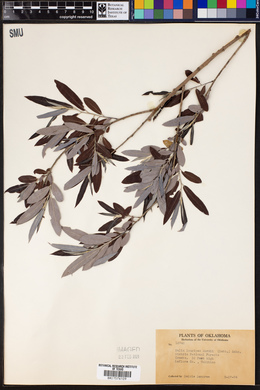 Image of Salix longipes