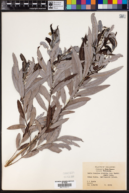 Salix longipes var. wardii image