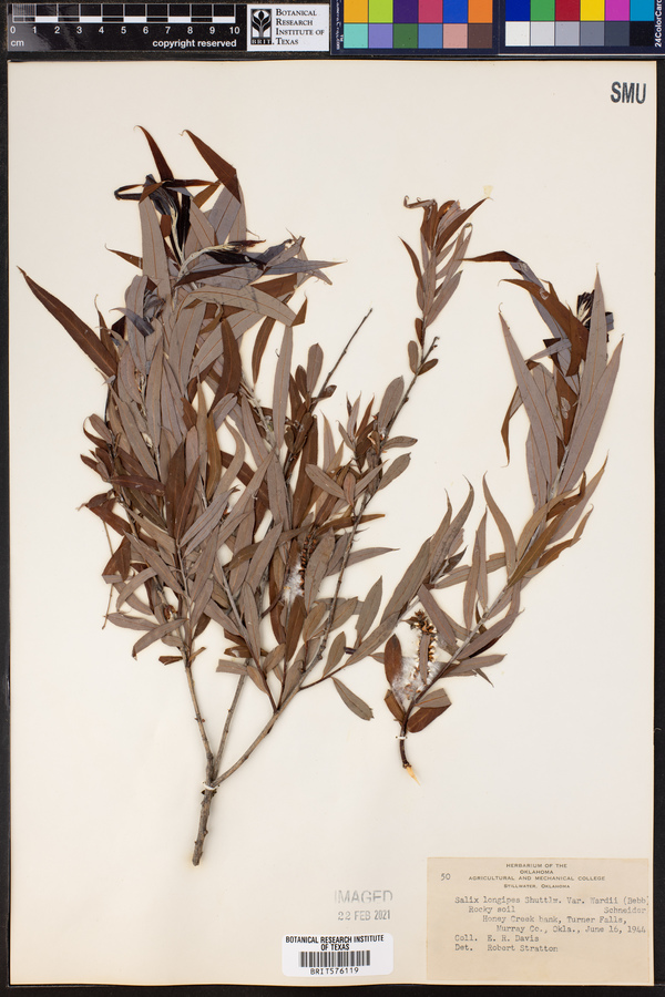 Salix longipes image
