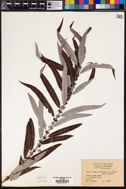 Salix longipes var. wardii image