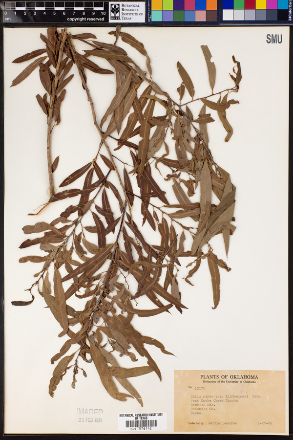 Salix nigra var. lindheimeri image