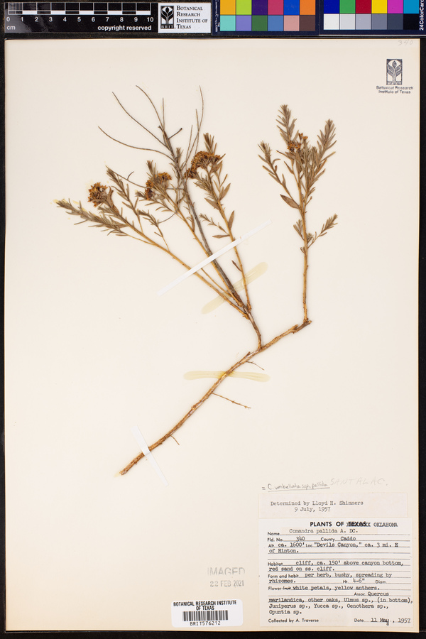 Comandra umbellata subsp. pallida image