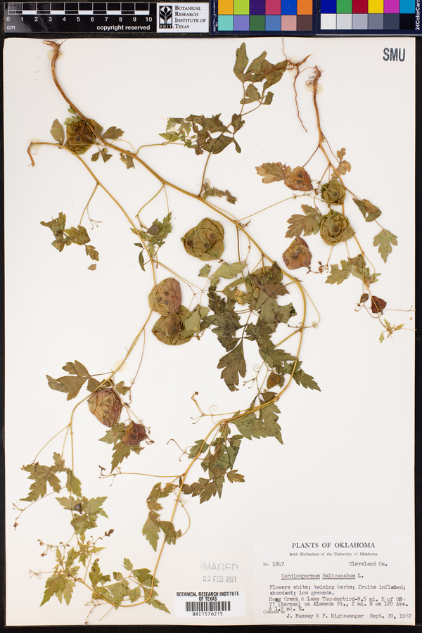 Cardiospermum halicacabum image