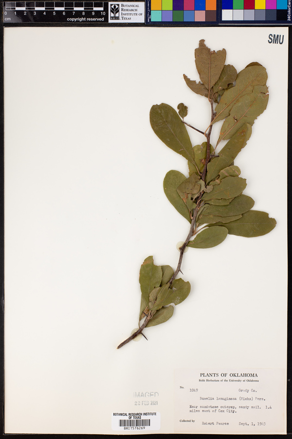 Sideroxylon lanuginosum ssp. lanuginosum image
