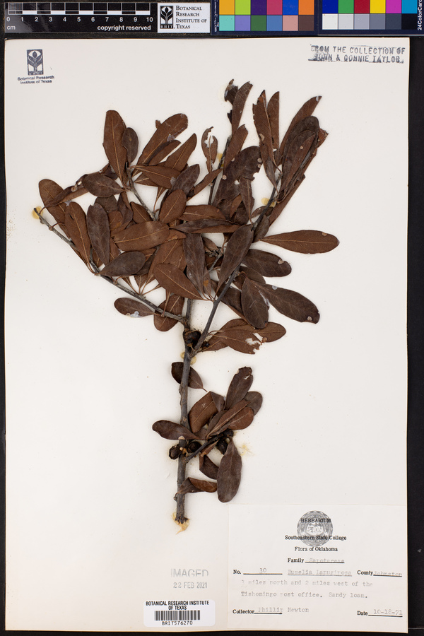 Sideroxylon lanuginosum ssp. lanuginosum image