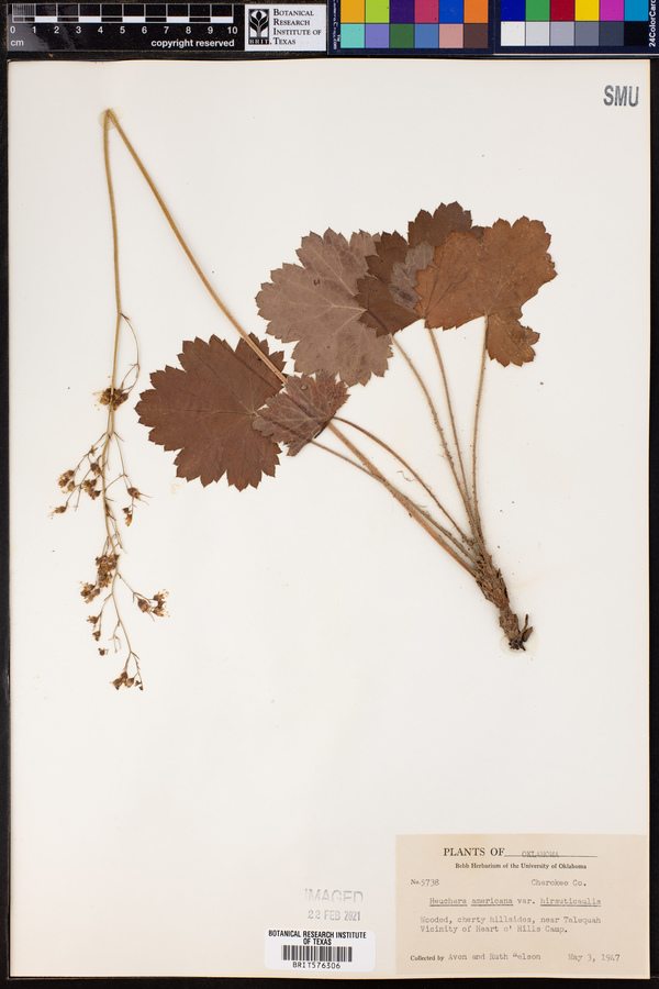 Heuchera americana image