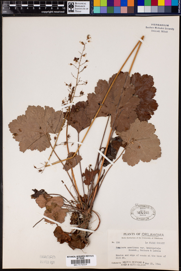 Heuchera americana var. brevipetala image