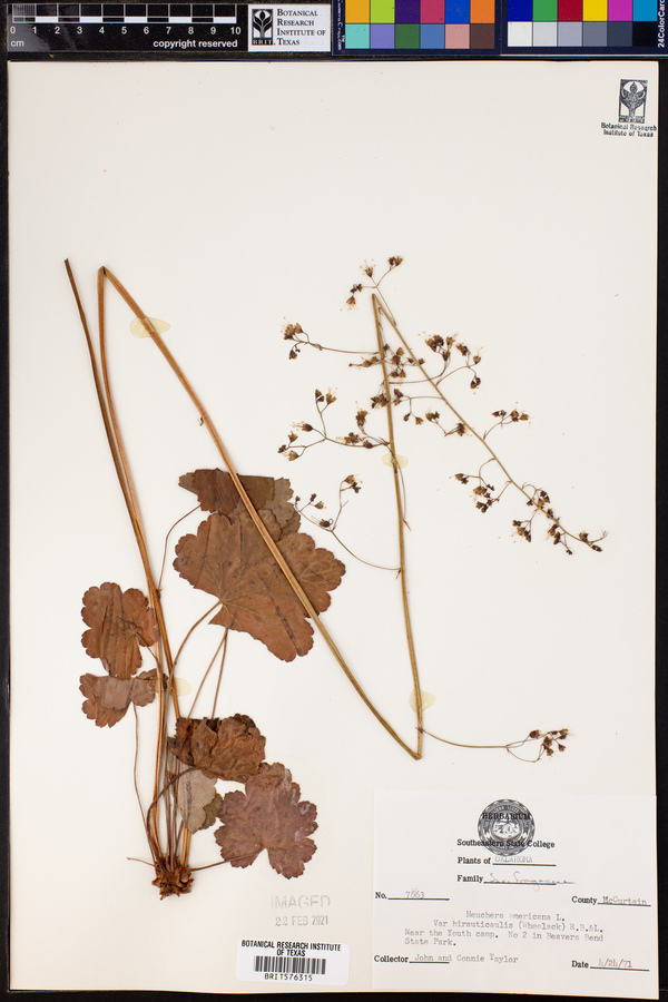 Heuchera americana var. hirsuticaulis image