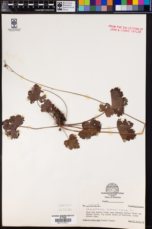 Heuchera americana image