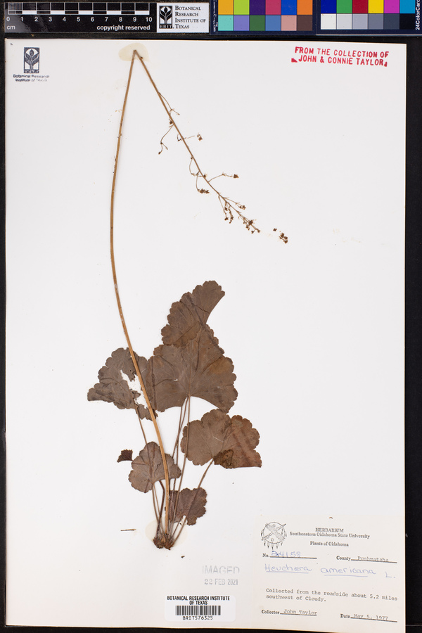 Heuchera americana image