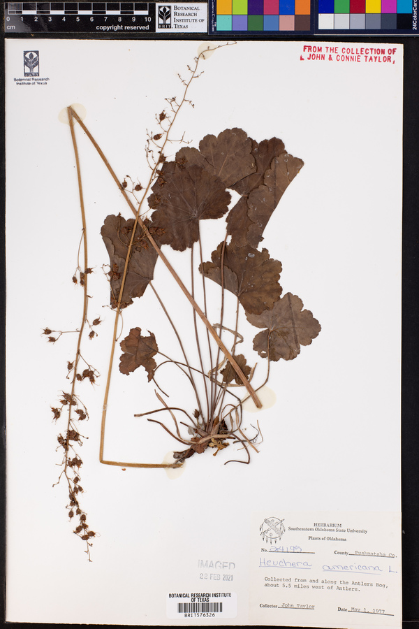 Heuchera americana image