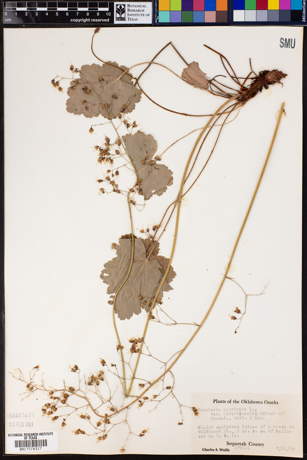 Heuchera americana var. hirsuticaulis image