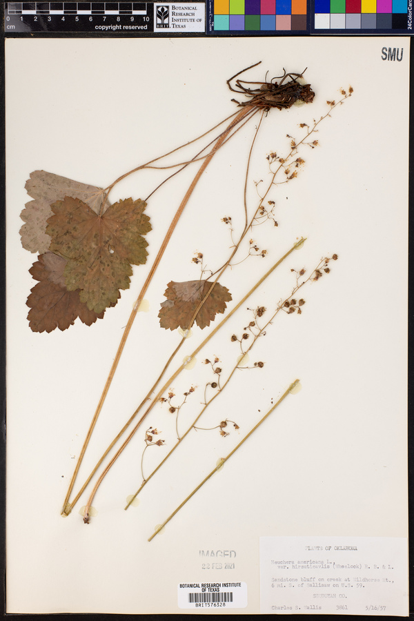 Heuchera americana var. hirsuticaulis image